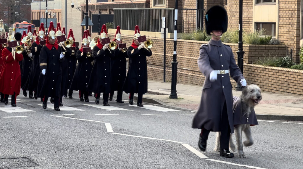 An Irish Wolf Hound leads the procession