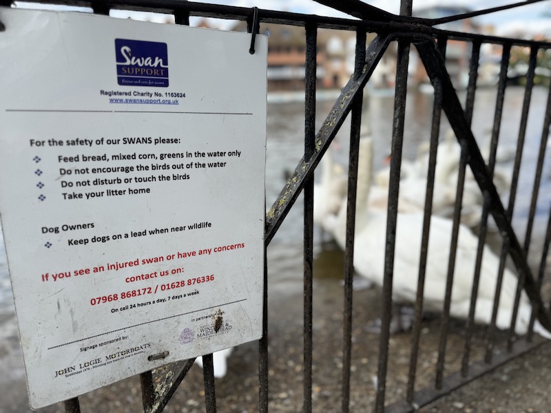 Feed swans bread, mixed corn, or greens in the water only