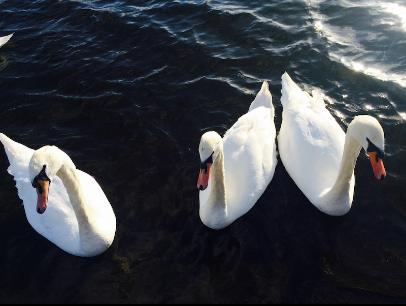 Swans in Windsor