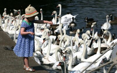 Graceful Encounters: Feeding Swans in Windsor