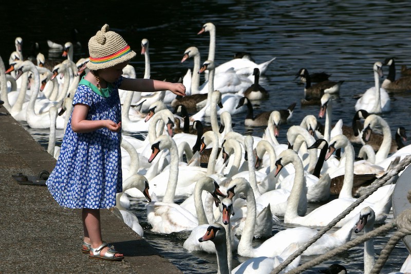 Feeding the swans in Windsor
